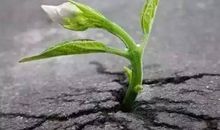 向逆境生长_550字