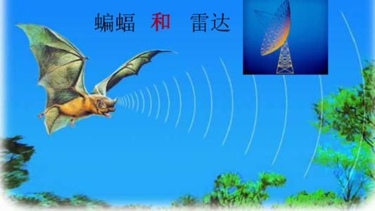蝙蝠和雷达_250字