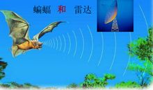 蝙蝠和雷达_250字