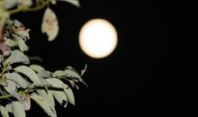 [过年征文]醉在故乡怀_1000字