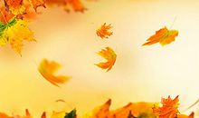 [发现征文]落叶下的坚强_1200字