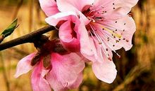 初二状物作文：桃花_600字