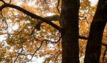 秋天的童话_450字