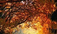 漫长岁月里的静美_150字