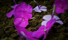 流年里一朵清浅花_2000字