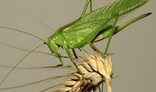 蝈蝈的耳朵_450字