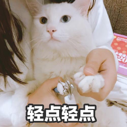 小猫板刀_200字