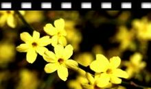 迎春花开了_750字