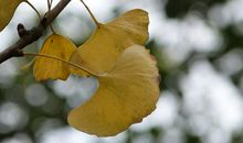 冬日的树叶_200字