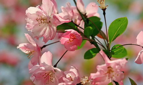 花-900字