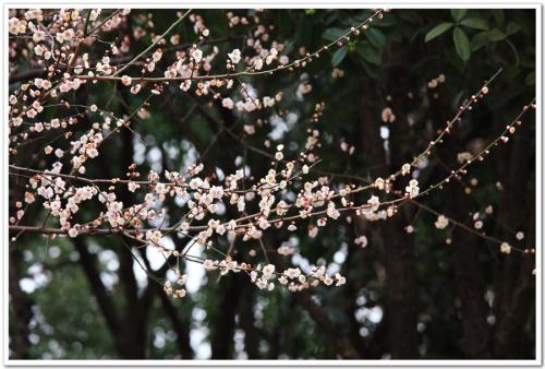 春脚步_550字