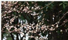 春天的脚步_550字