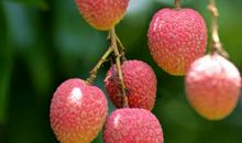 家乡的荔枝林_900字