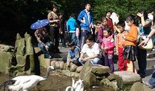 [寒假征文]假游动物园_550字