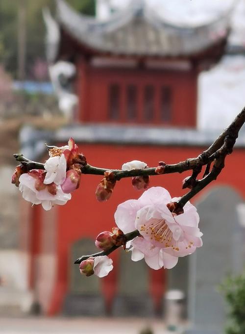 [冬季假期论文]你是冬天的早春 - 给寒假的一封信_900字