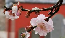 [寒假征文]你是暖冬里的初春——给寒假的一封信_900字