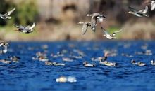 [寒假征文]就算候鸟断了翅膀_800字