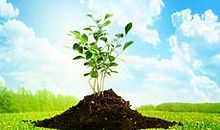 长不大的小树苗_550字