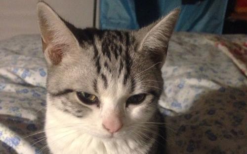 小猫_500字