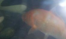 我发现了鱼的秘密_750字