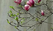 夏雪梦花（3）_800字