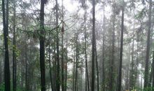 雨中的树林_100字