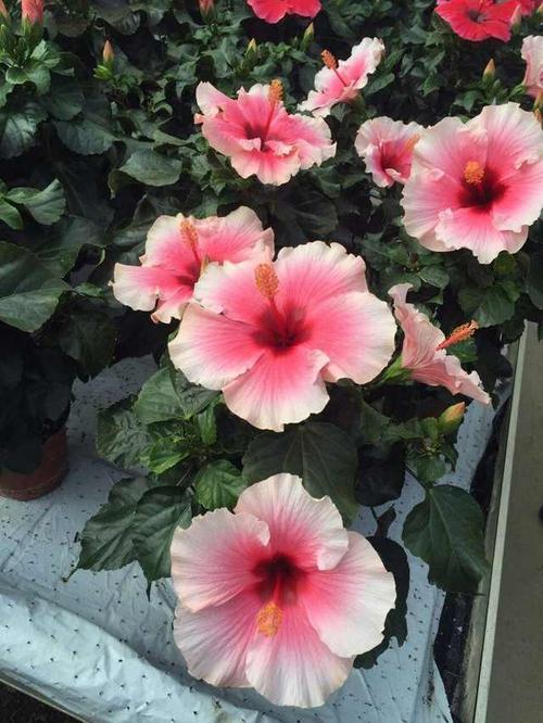 [应用]芙蓉花_1500字
