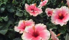 [喝彩征文]木槿花开_1500字