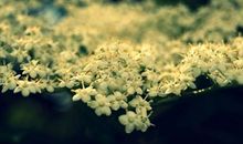 爱之花开_1000字