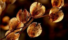 遐思，那个秋_100字