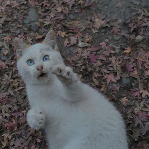 我的家人的小猫_250字