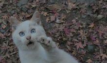 我家的小猫_250字