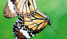 [喝彩征文]羽化成蝶_1000字