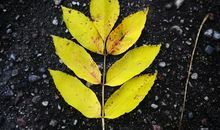 秋天的叶子_350字