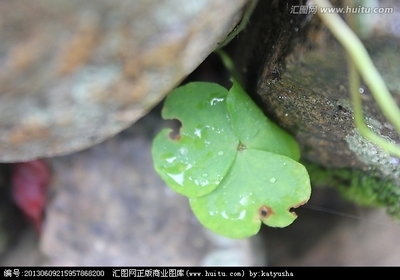 一年级日记：石材缝的小草_350字