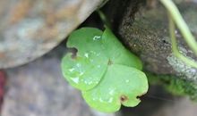 一年级日记：石缝里的小草_350字