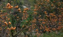 一年级日记：秋天摘柿子_350字