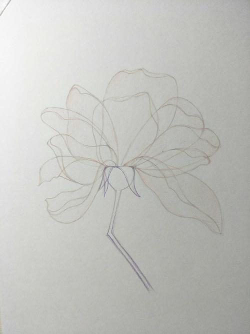 用笔写一朵花_700字