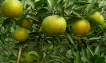 读《橘子酸，橘子甜》有感_650字