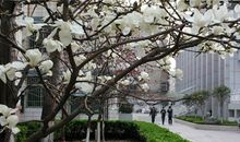 校园早春_1200字