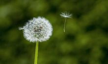 蒲公英的思绪_750字