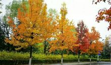 校园的秋色_450字