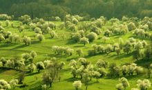 绿色奥运_1200字