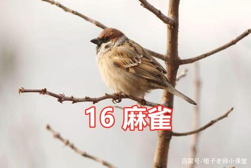 母亲爱 - 小麻雀_900字