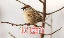 母爱——小麻雀_900字