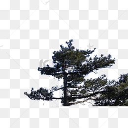 艰难的松树_200字