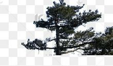 挺拔的松树_200字