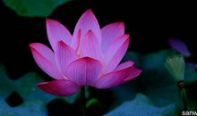 关于荷花的作文：桓谭公园的荷花_450字