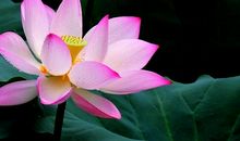 关于荷花的作文：校园一角荷花池_800字