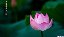 关于荷花的作文：荷花（二）_650字